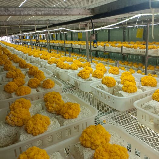太康县金耳菌包