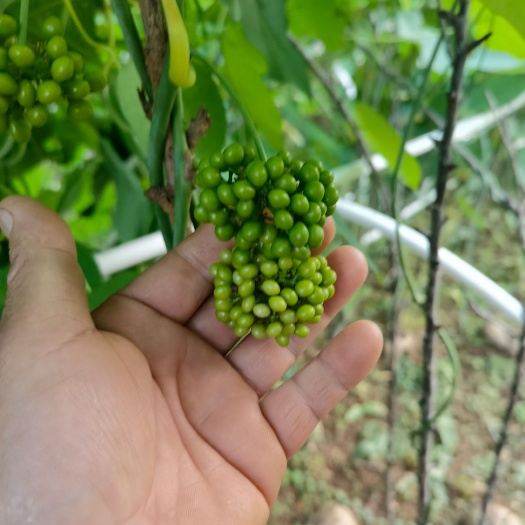 马关县【自家种植】中药材黄心山乌龟母种，量大价优成品可回收欢迎咨询