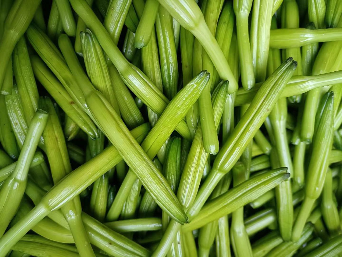 小黄花菜  山东最早上市新鲜黄花菜