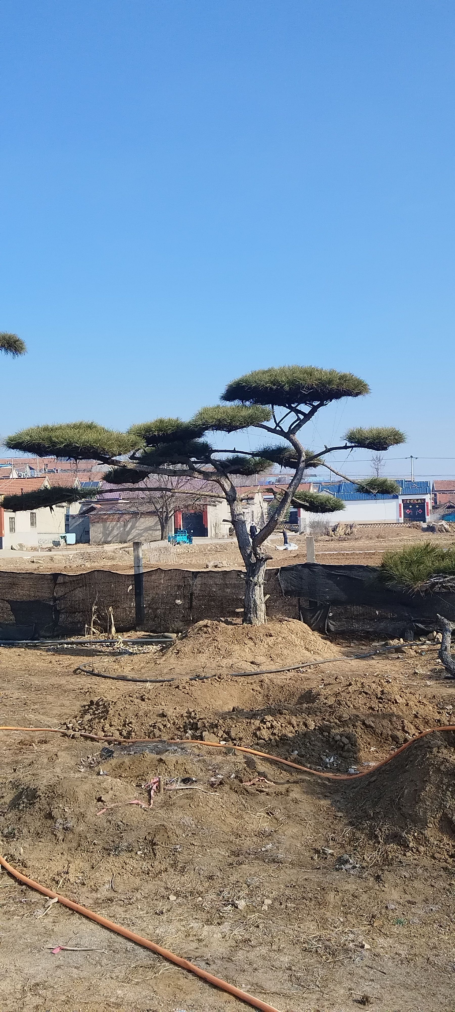 造型油松