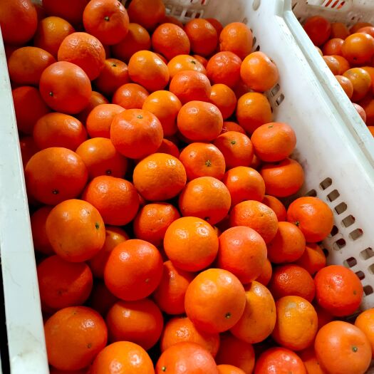 南宁沃柑光头果小果