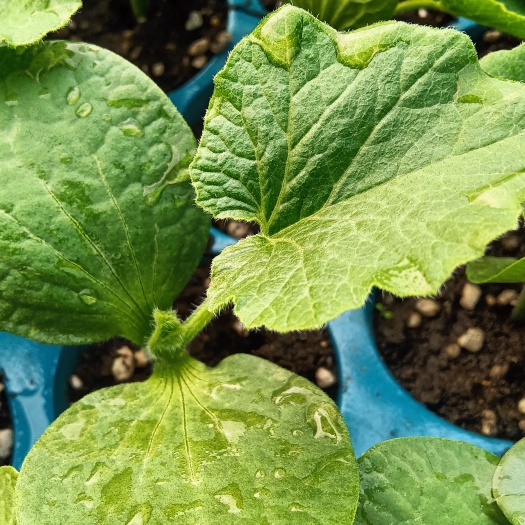 香芋南瓜苗贝贝南苗60孔穴盘苗供应中,高产抗病,耐热性强,