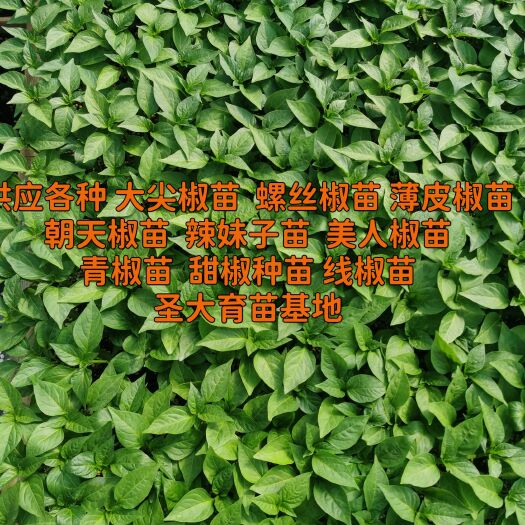 辣椒苗—尖椒苗 螺丝椒苗线椒苗薄皮椒苗 圆椒苗  朝天椒苗