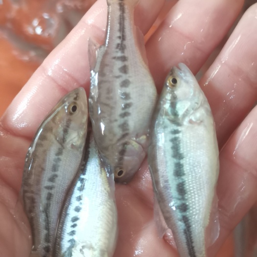 南宁场地直销，加州鲈鱼苗，优鲈3号，大花纹鲈鱼苗，技术指导，快大