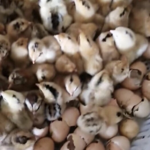 淮安鸡苗活体批发，乌鸡，麻鸡，土鸡，九斤红，