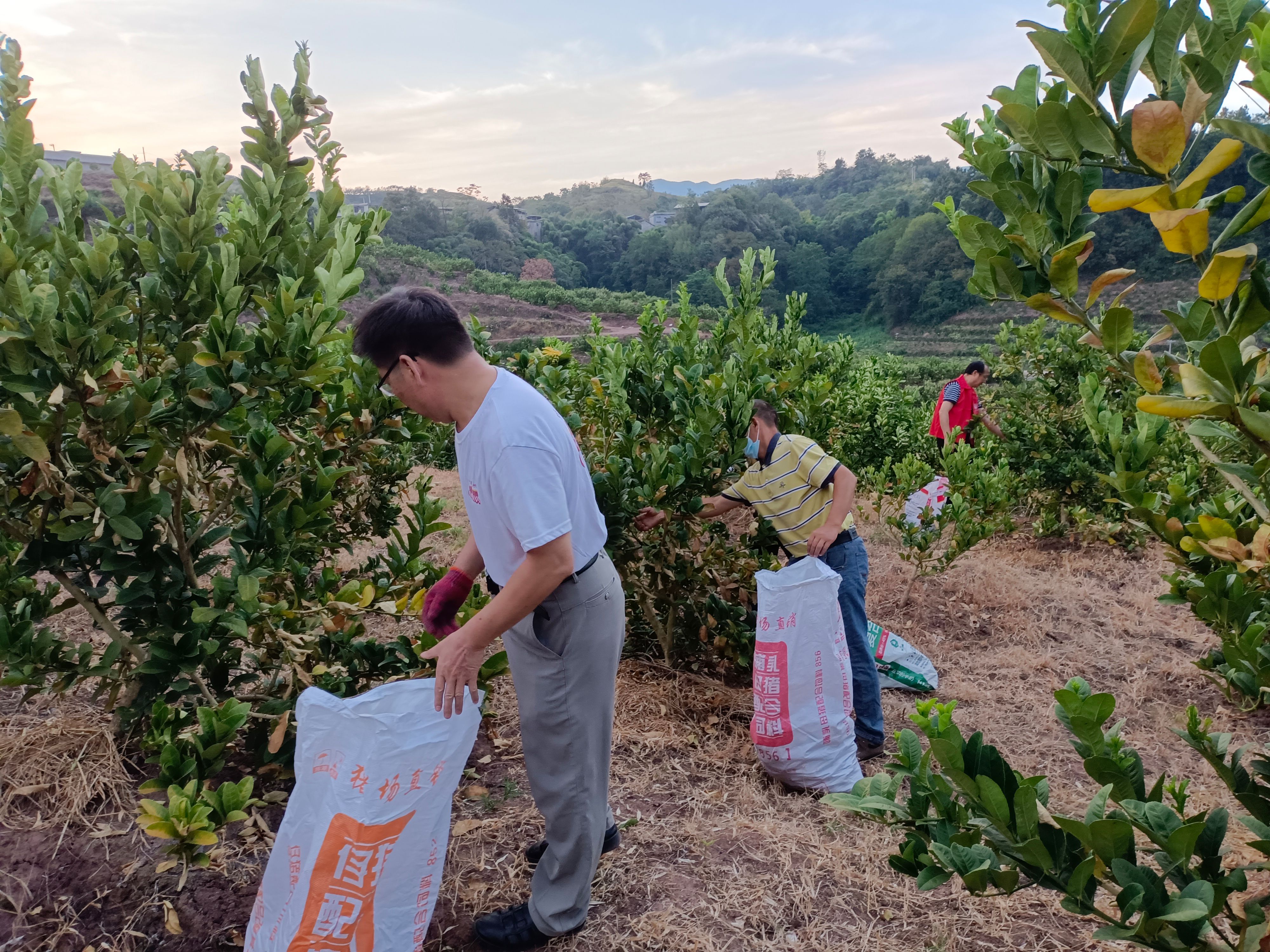 佛手柑干片川佛手，基地自产自销，无硫磺，