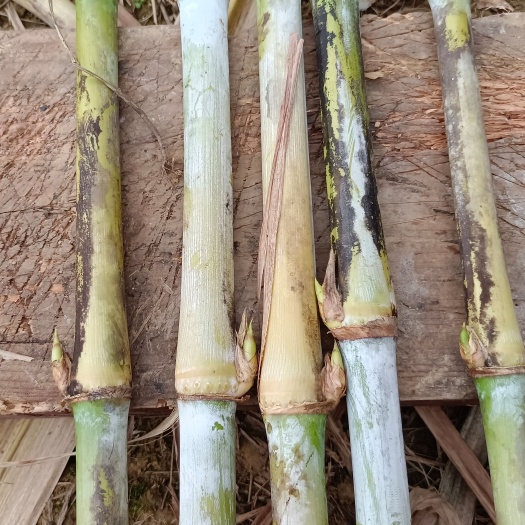 罗城县牧草多年生长甜象草三号