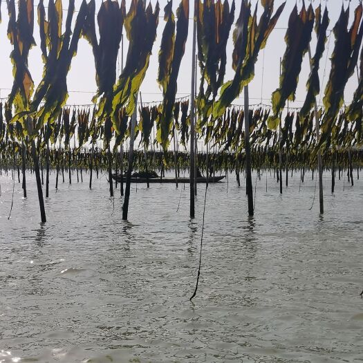 霞浦县干海带  霞浦无沙挂晒海带（好评100）