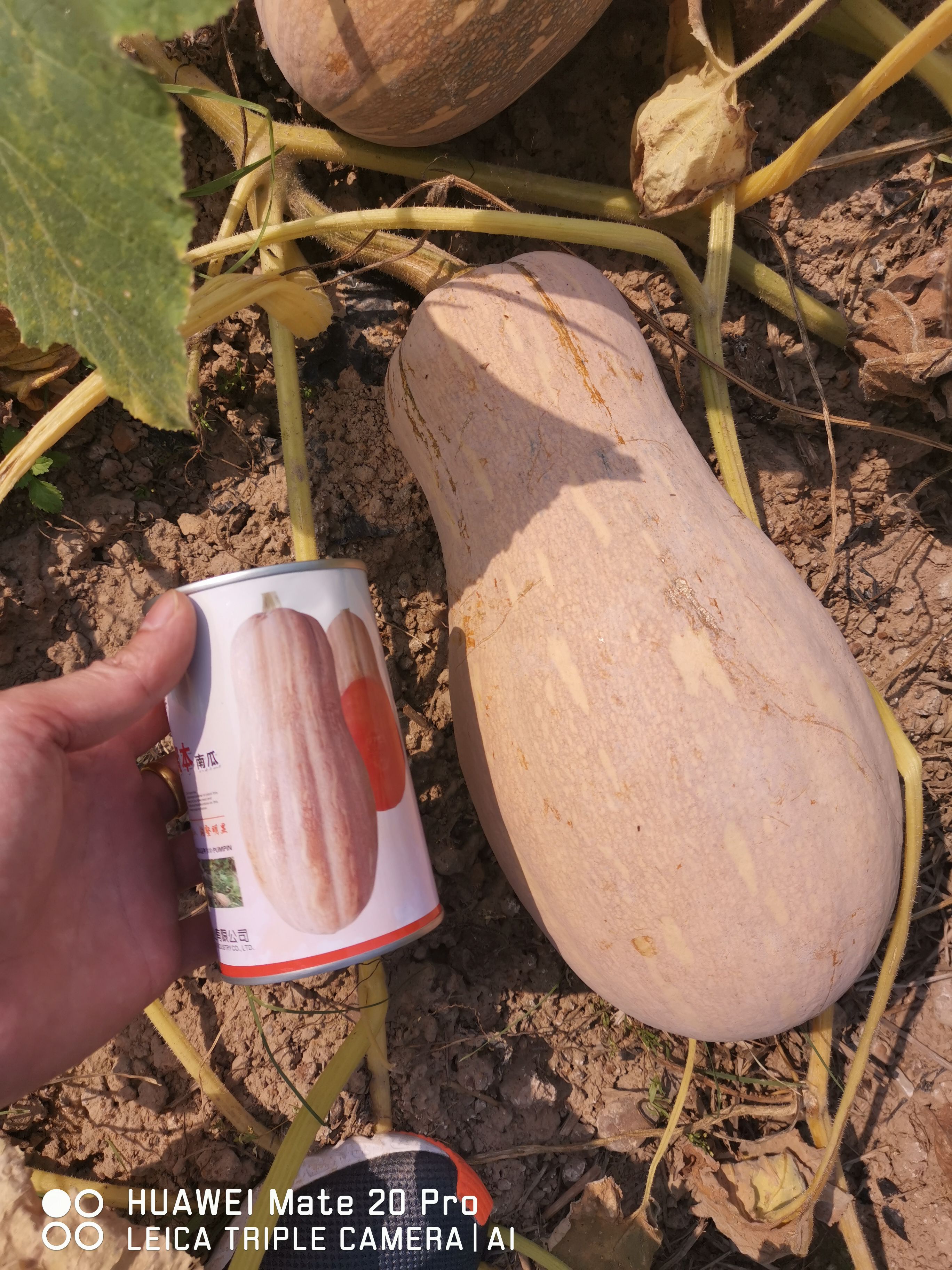 金山密本南瓜种子