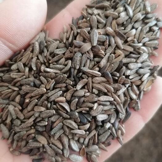 【鲁赣药材】牛蒡子，牛子，量大从优