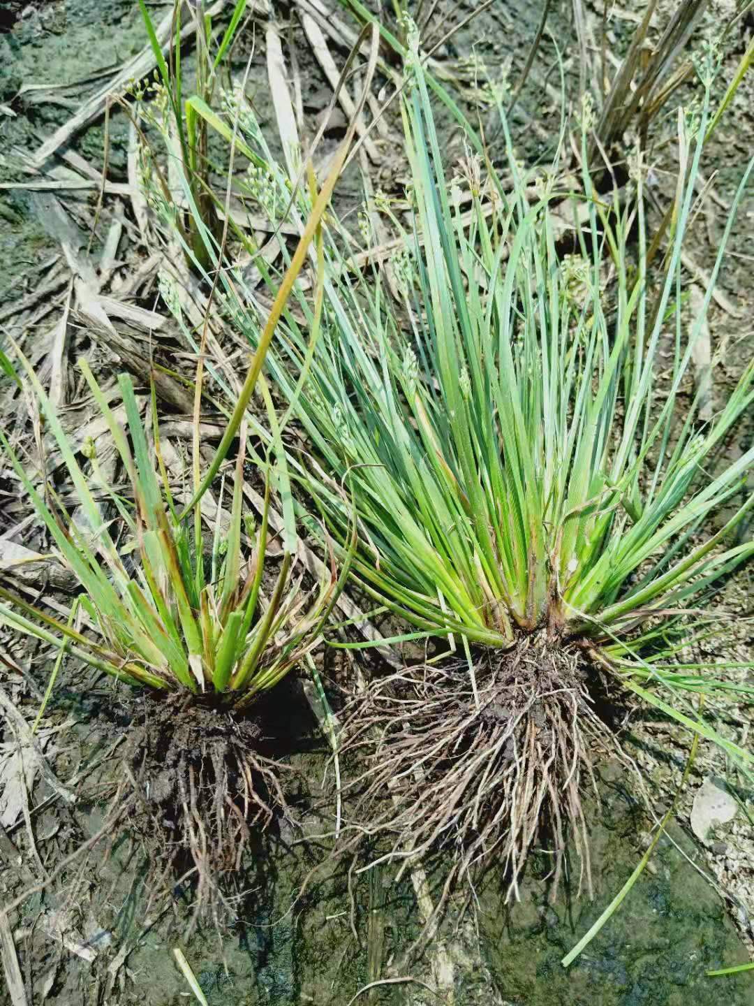 75%氯吡嘧磺隆除草剂防除阔叶杂草和莎草科杂草