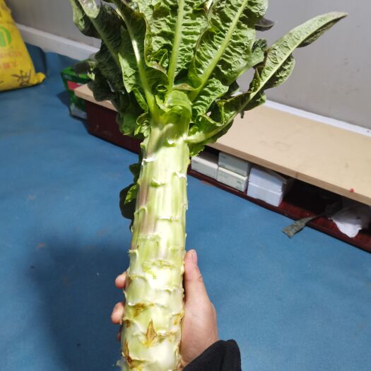 常熟市红叶香莴笋，经品，现货，无空心，