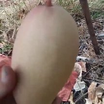 陵水县金煌芒