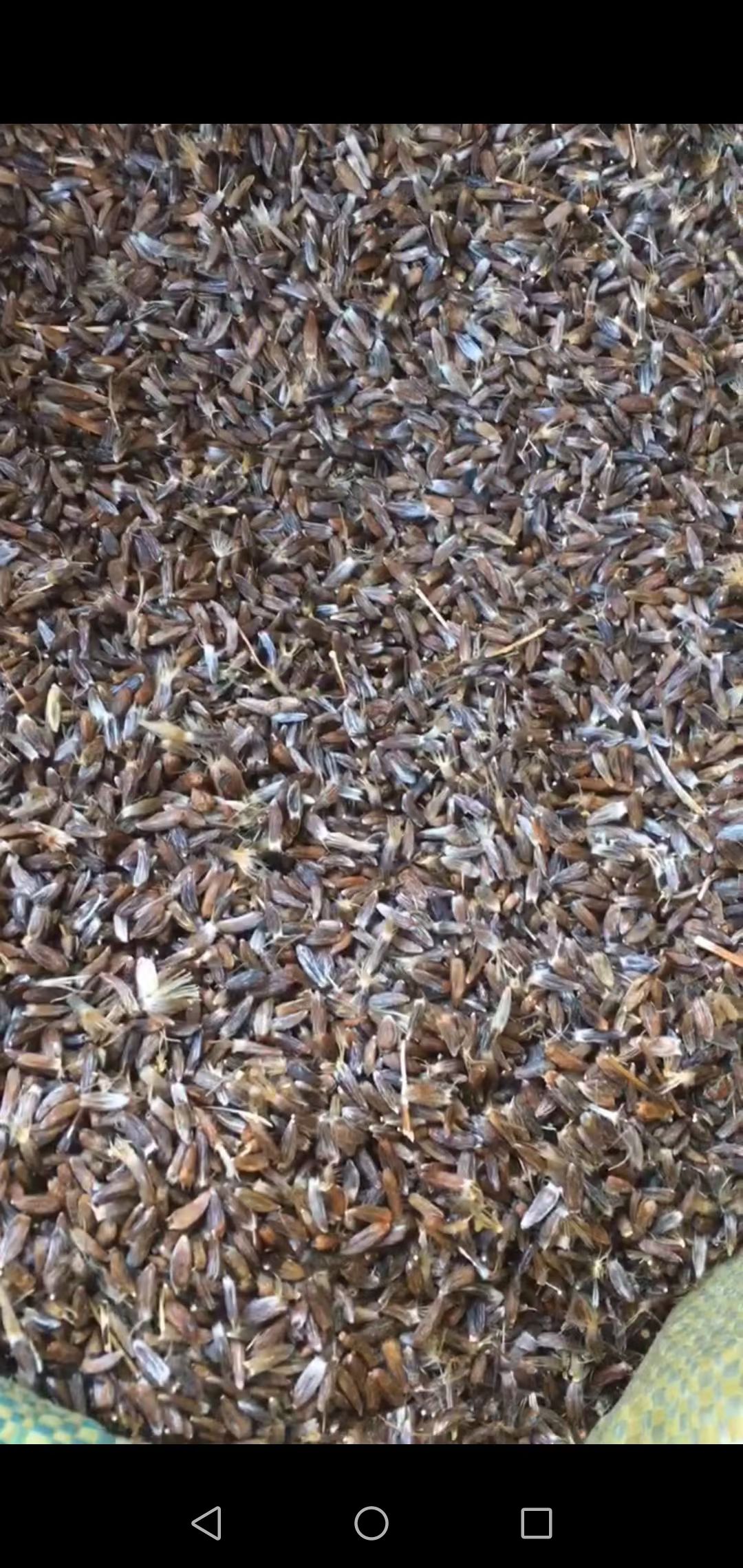 当年白茬种子发芽率高