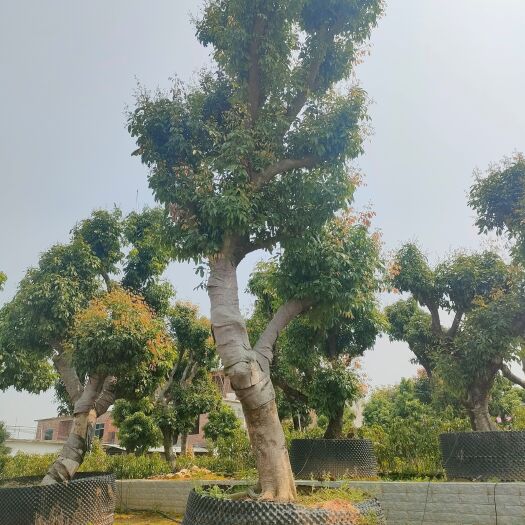 灵山县荔枝大树桩