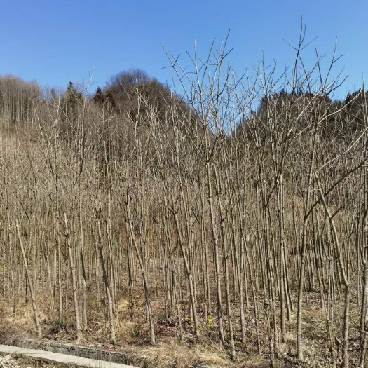 芦山县七叶树