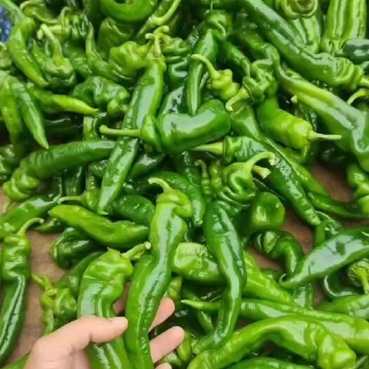 昆明螺丝椒