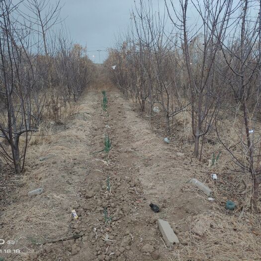 青州市自己果园苹果树