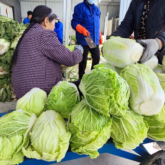 闻喜县青杂三号大白菜