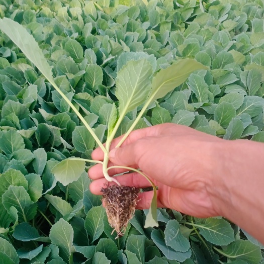 通海县白菜，包菜，平包，原包。花菜，松花青花