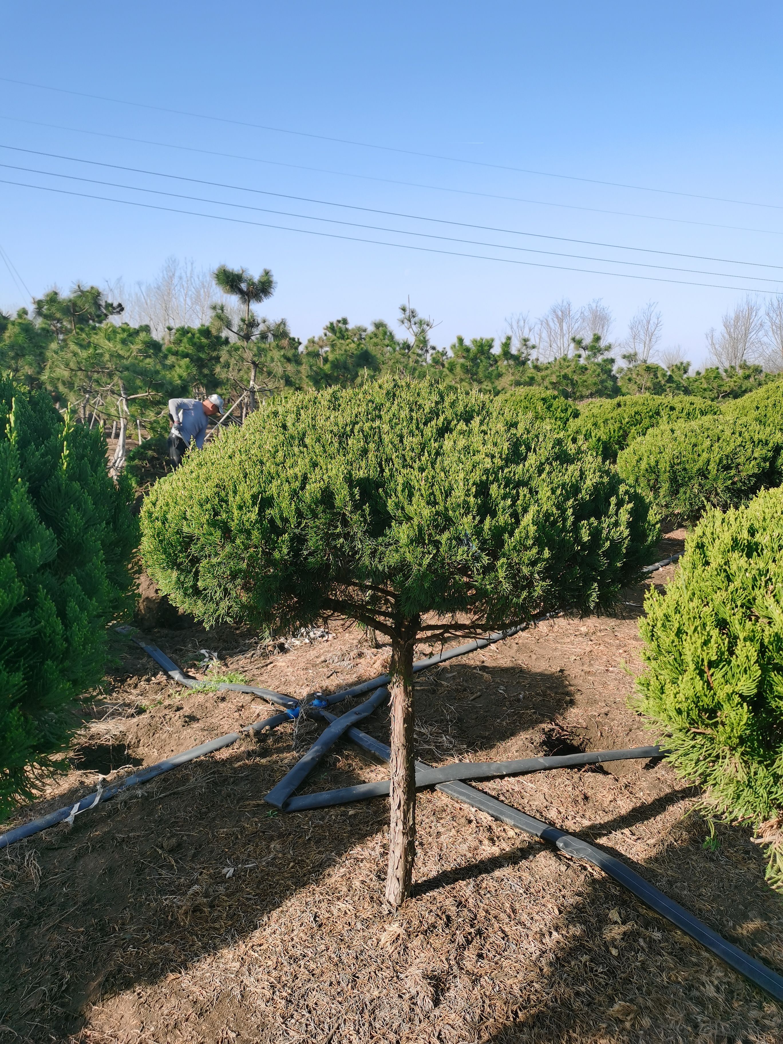 独杆龙柏球高度1米8-冠幅1米2货源充足，四季常青