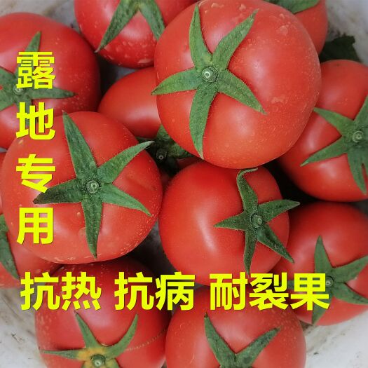 广州较抗病石头番茄种子 金达菲二号 萼片长直 硬度较高