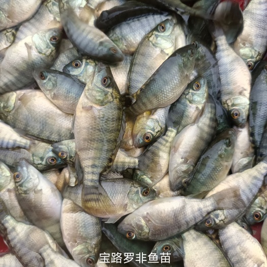 南宁青宝路罗非鱼苗，挪威独资，优点吃料猛，单性高，长得快。