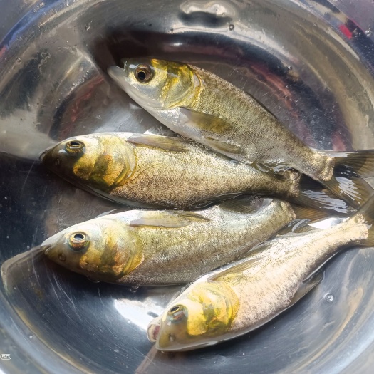 南宁优质花鲢大头鱼苗，快大双泡大头，质量品种好，养殖经济效率高