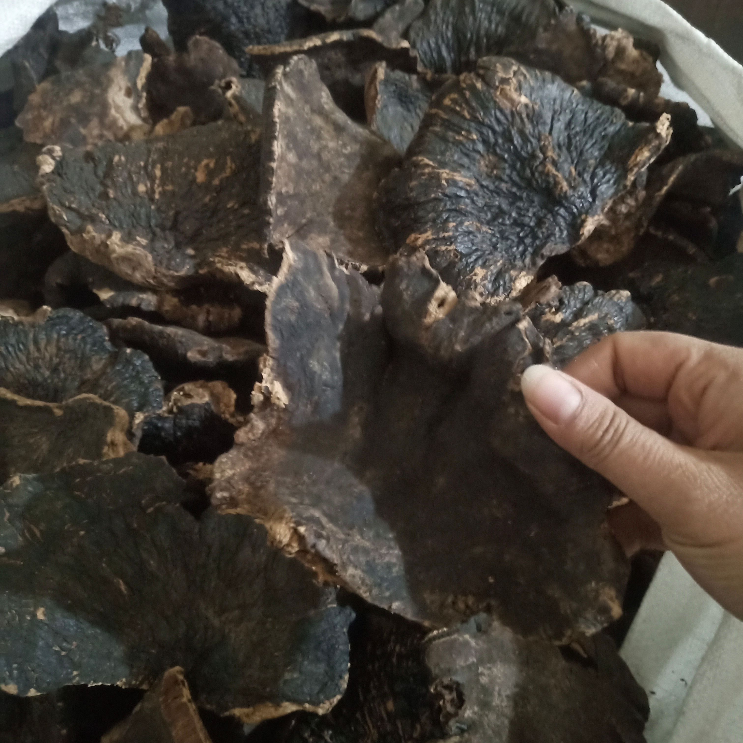 .批发薄树芝500克包邮平盖灵芝非紫灵芝红灵芝黑灵芝