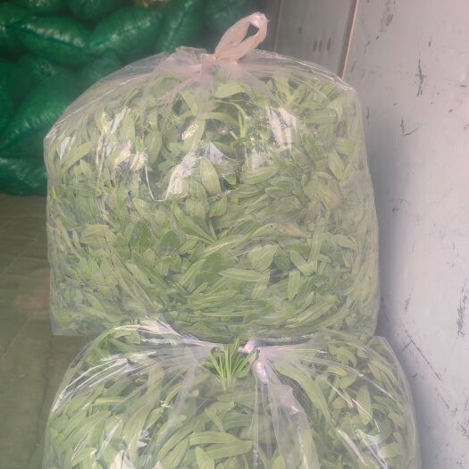 聊城基地面条菜大量出货，自产自销，叶面肥厚，