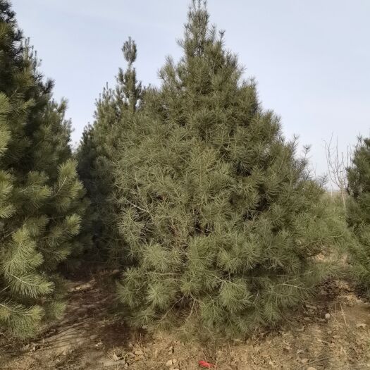 凤县6米白皮松上车1600元。