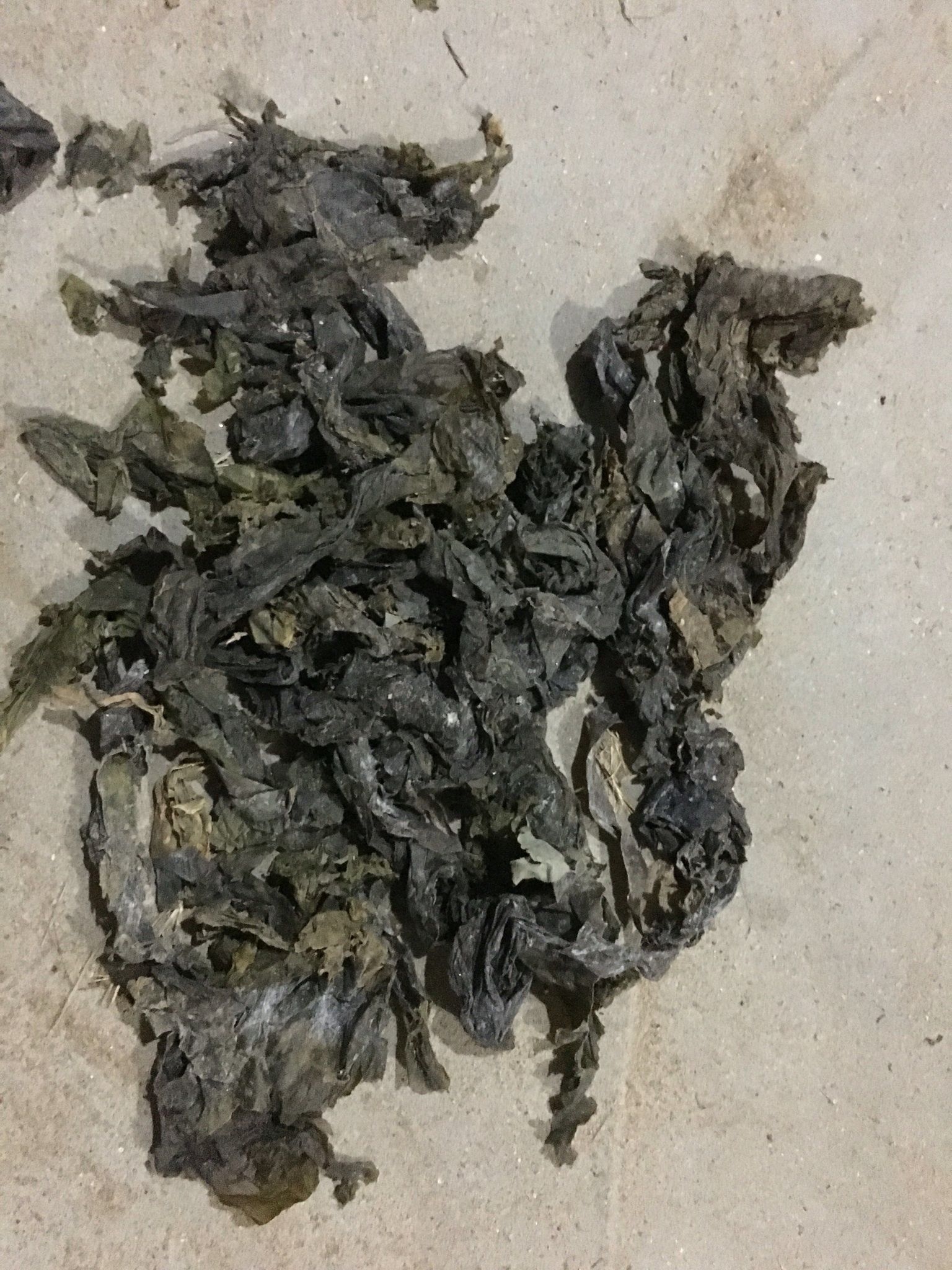 无沙干海带边角料，鲍鱼饲料，海参菜，化工菜，海带粉可以磨粉用