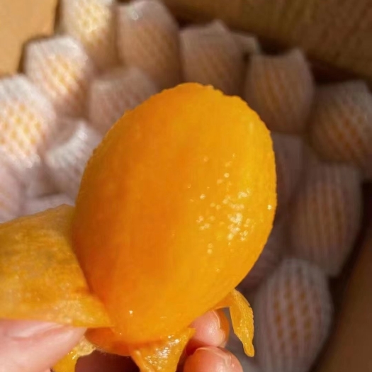 米易县米易枇杷