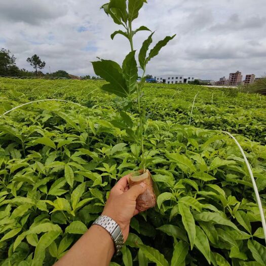 灵山县广西正宗三叉苦三桠苦小黄散营养袋种子种苗发芽率高