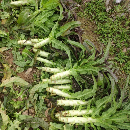 淮安莴笋