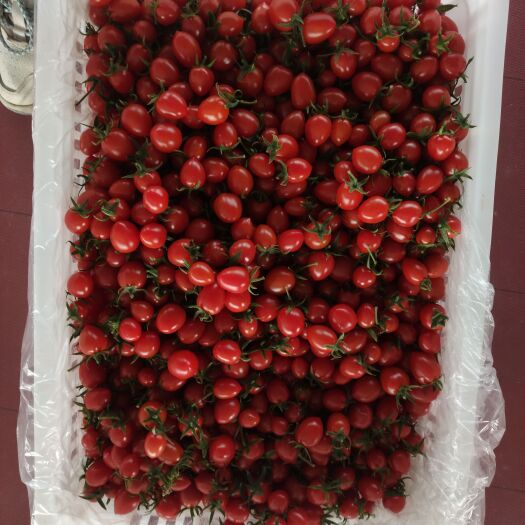 平度市樱桃西红柿 玲珑 圣女果 小番茄