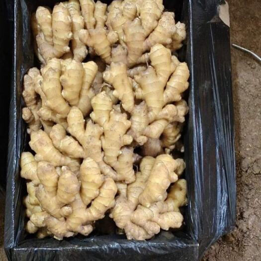 沂水县【精/品小黄姜】原产地对接:电商/超市/批发商/零售商