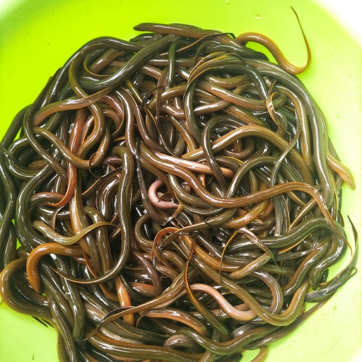 南宁黄鳝鱼苗，全国发货包邮。