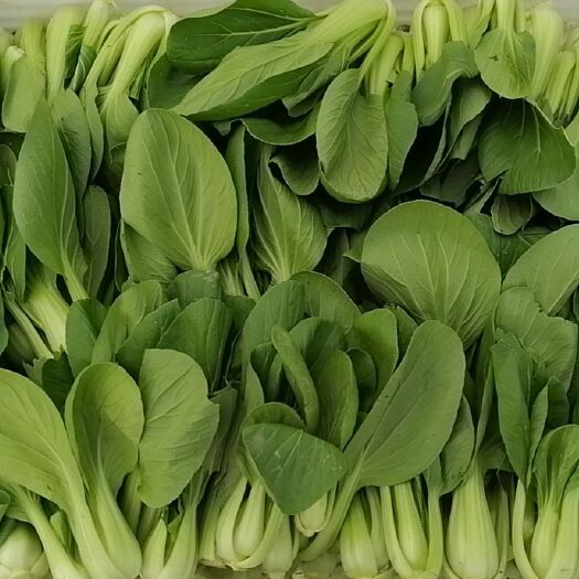 漳浦县上海青，自产蔬菜。日供应两万斤以上。