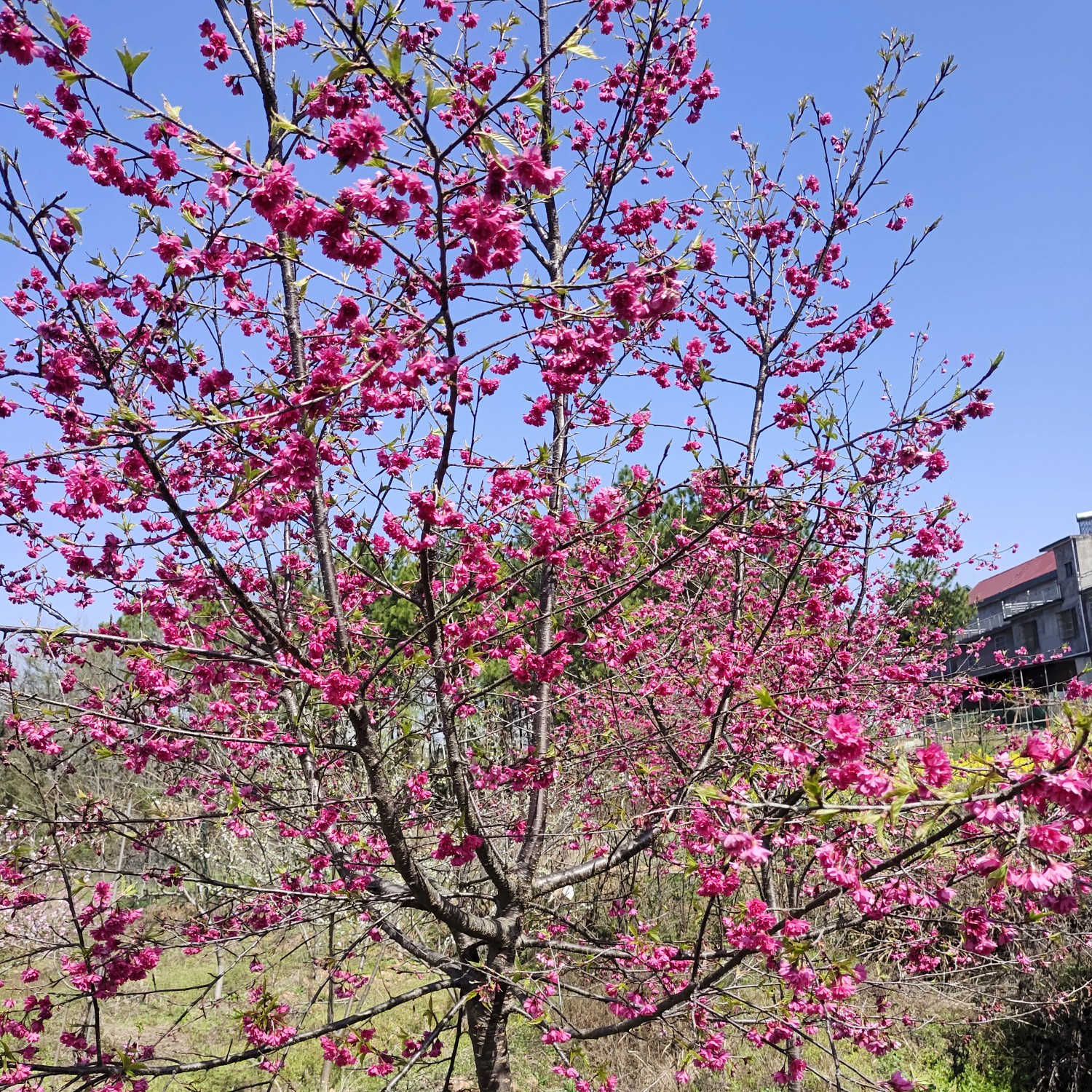 [台湾牡丹樱批发]牡丹樱花树庭院景观造型樱花树苗风景花树价格350元