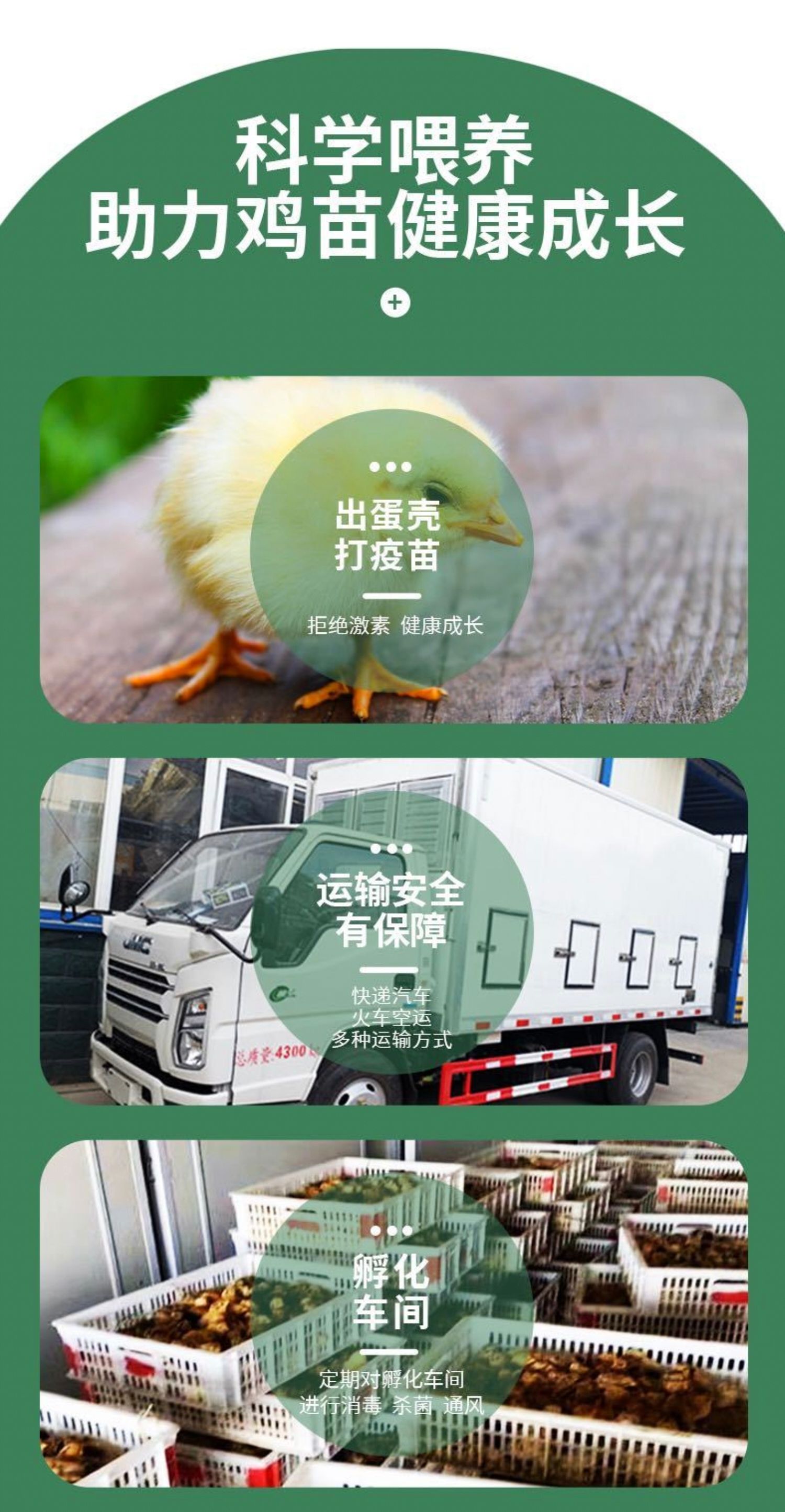 出售红芦花鸡苗小鸡雏公鸡适合放养量大优惠