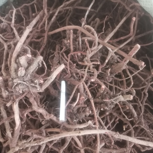 巧家县茜草根