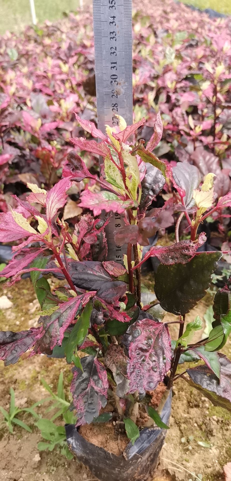 七彩大红花