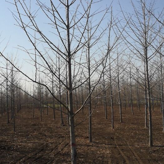 郯城县山东省临沂市10公分银杏树新苗价格美丽