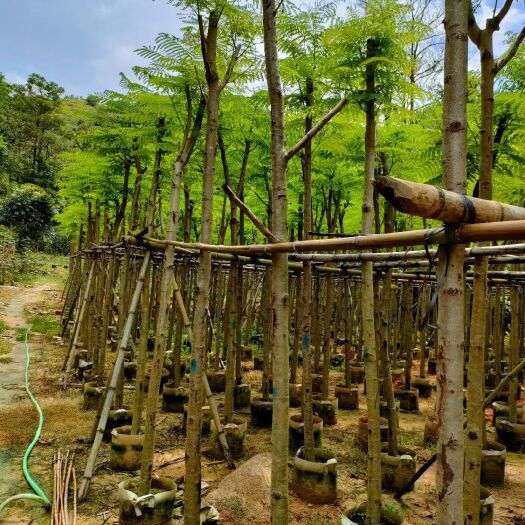 普宁市凤凰木5-10公分
