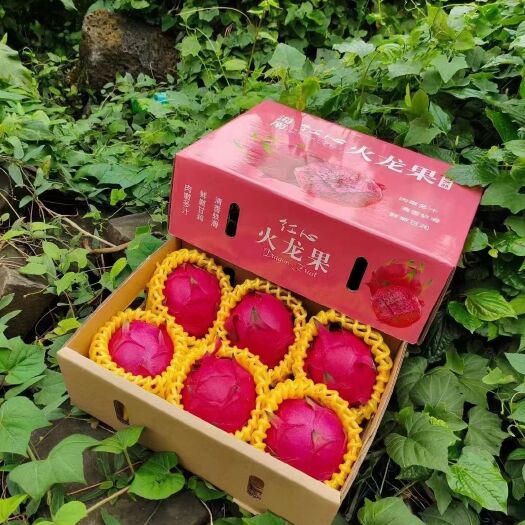 海口金都1号火龙果 大（7两以上）