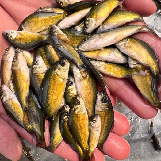 南宁裸鲤鱼苗三道鳞德国镜鲤鱼苗淡水养殖无甲鲤鱼苗食用裸斑鱼苗