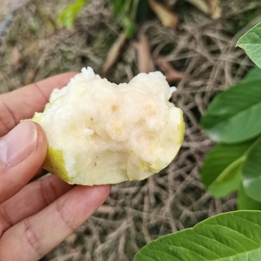 灵山县帝王芭乐
