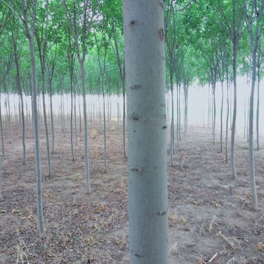 潍坊白蜡