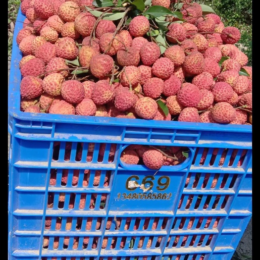 东莞市荔枝 东莞糯米荔枝  桂味荔枝  妃子笑荔枝